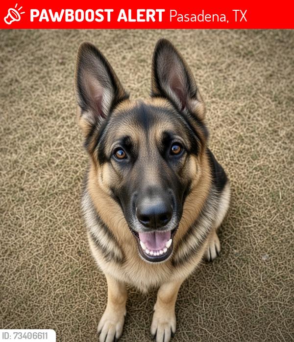 Lost Male Dog last seen Nations and Fairmont Prkwy, Pasadena, TX 77505