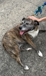 Reunited Female Dog last seen Main Street, Poland, OH 44514