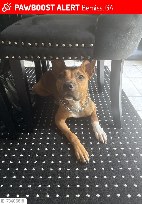 Lost Male Dog last seen bemiss, Bemiss, GA 31605