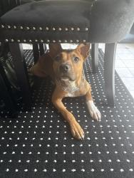 Lost Male Dog last seen bemiss, Bemiss, GA 31605
