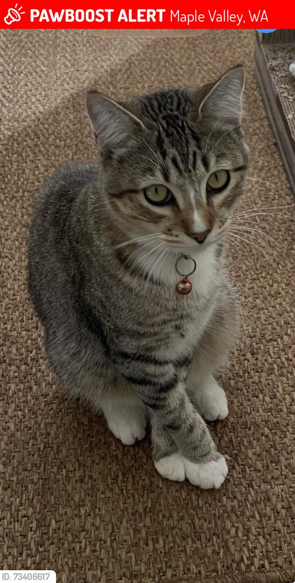 Lost Male Cat last seen Maple Woods Neighborhood Maple Valley, Maple Valley, WA 98038