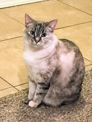 Reunited Female Cat last seen Near 11th Ave and our whole three building complex, Olympia, WA 98501