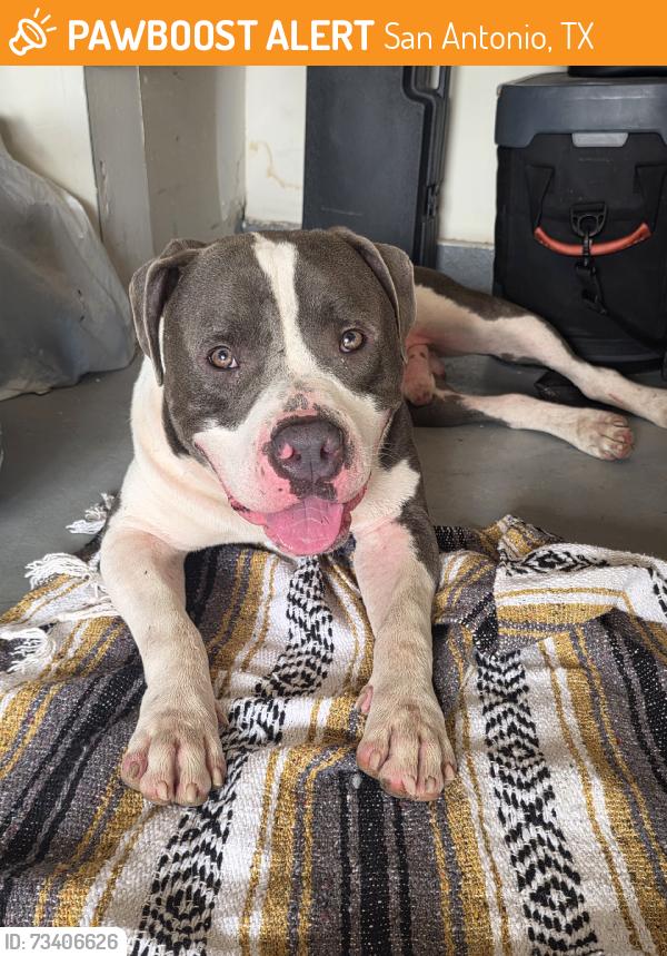 Found/Stray Male Dog last seen Ingram and marbach, San Antonio, TX 78245