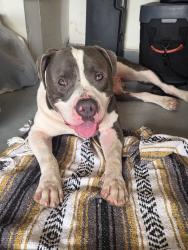 Found/Stray Male Dog last seen Ingram and marbach, San Antonio, TX 78245