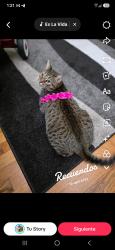 Lost Female Cat last seen Sharon woods, Columbus, OH 43229