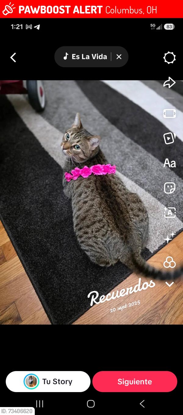 Lost Female Cat last seen Sharon woods, Columbus, OH 43229