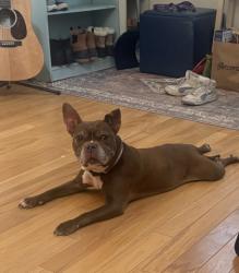 Shelter Stray Female Dog last seen Larnell Ln - Rockford IL, Illinois, IL, 5132 Voges Rd, Madison, WI 53718, USA