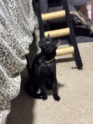 Lost Female Cat last seen W Lincoln St & S 108th Ave Avondale, AZ, Avondale, AZ 85323
