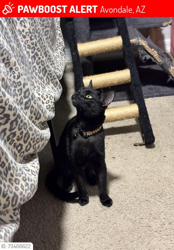 Lost Female Cat last seen W Lincoln St & S 108th Ave Avondale, AZ, Avondale, AZ 85323