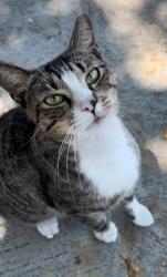 Lost Male Cat last seen Near SW 35th street, West park - Pembroke park, West Park, FL 33023