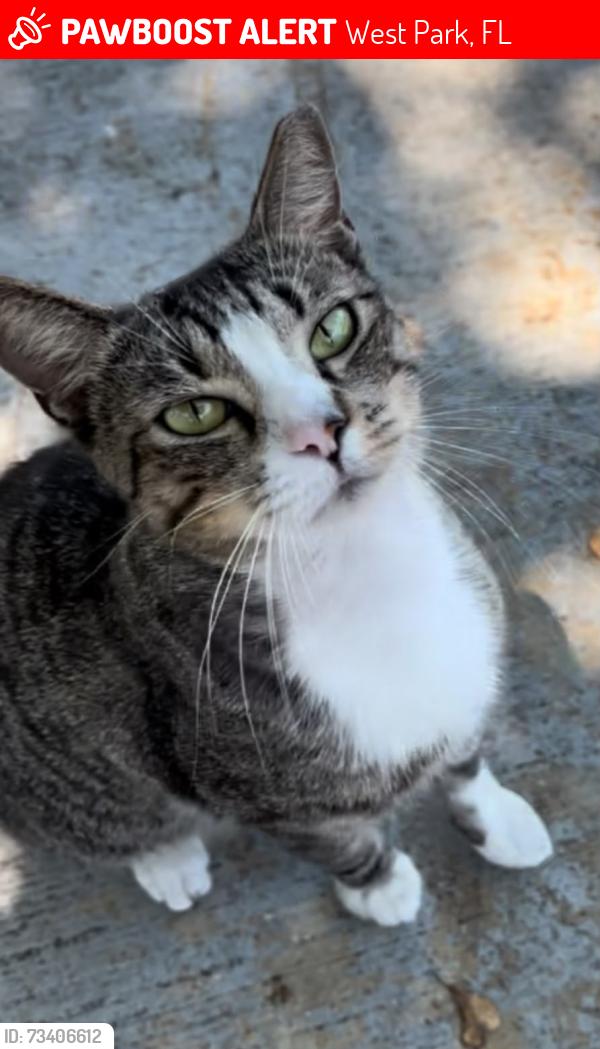 Lost Male Cat last seen Near SW 35th street, West park - Pembroke park, West Park, FL 33023