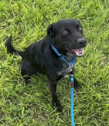 Shelter Stray Male Dog last seen 53rd Street Between 66th and 58th, IRC AC, FL, 6230 77th St, Vero Beach, FL 32967, USA
