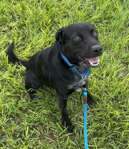 Shelter Stray Male Dog last seen 53rd Street Between 66th and 58th, IRC AC, FL, 6230 77th St, Vero Beach, FL 32967, USA