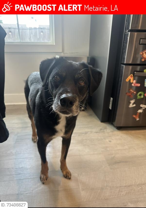 Lost Male Dog last seen W Metairie and New York Ave, Metairie, LA 70001