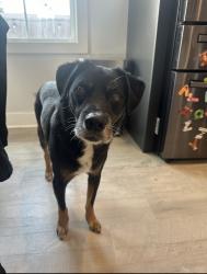Lost Male Dog last seen W Metairie and New York Ave, Metairie, LA 70001