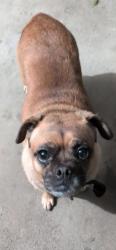 Reunited Female Dog last seen 9700-9710 Woodman Ave, Arleta, CA 91331, USA, Los Angeles, CA 91331
