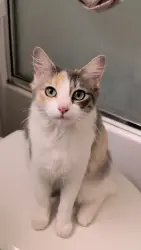 Lost Female Cat last seen El Cajon blvd, San Diego, CA 92105