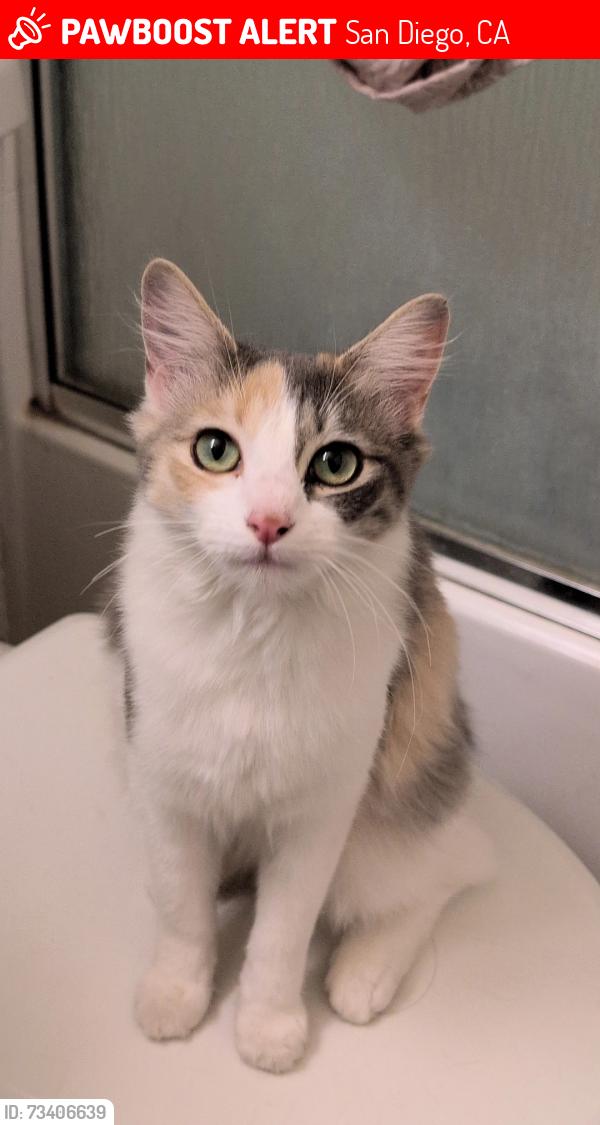Lost Female Cat last seen El Cajon blvd, San Diego, CA 92105