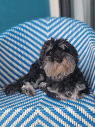 Reunited Male Dog last seen Breezy pines ct, Chesapeake, VA 23321