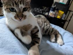 Reunited Female Cat last seen Sweetland & Rhodelia, Claremont, CA 91711