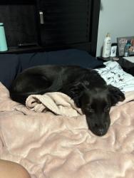 Lost Female Dog last seen Stevens Street/Caswell Street, Taunton, MA 02718