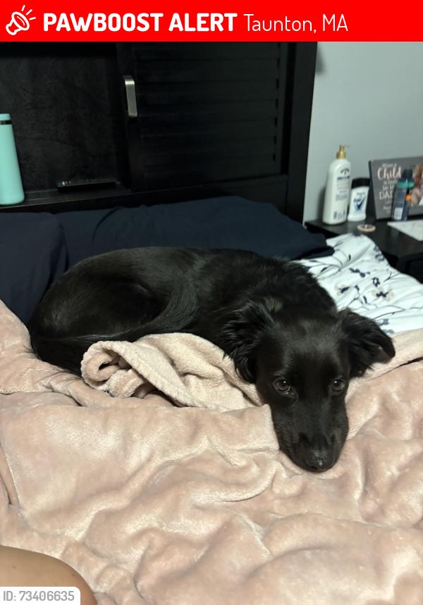 Lost Female Dog last seen Stevens Street/Caswell Street, Taunton, MA 02718