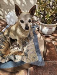 Found/Stray Male Dog last seen Pickford and Cunningham, Westminster, CA 92683