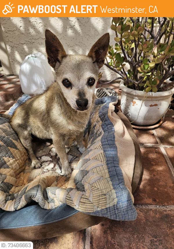 Found/Stray Male Dog last seen Pickford and Cunningham, Westminster, CA 92683