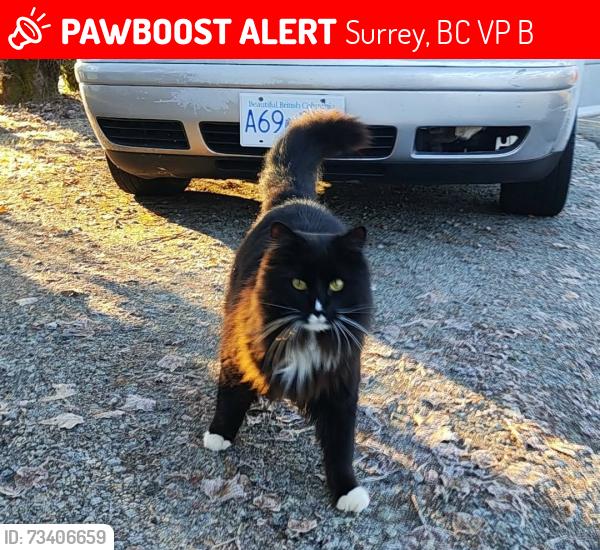 Lost Male Cat last seen 32nd ave 140st, Surrey, BC V4P 2B2