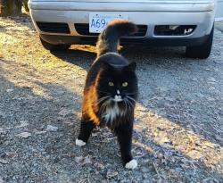 Lost Male Cat last seen 32nd ave 140st, Surrey, BC V4P 2B2