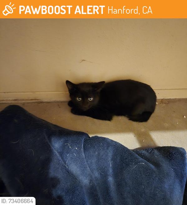 Found/Stray Unknown Cat last seen Douty, malone st, Hanford, CA 93230
