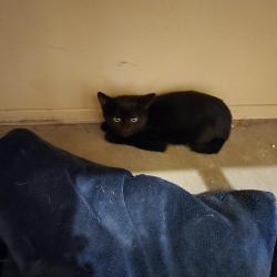Found/Stray Unknown Cat last seen Douty, malone st, Hanford, CA 93230