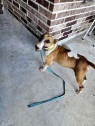 Found/Stray Female Dog last seen Trammel Fresno, Fresno, TX 77545