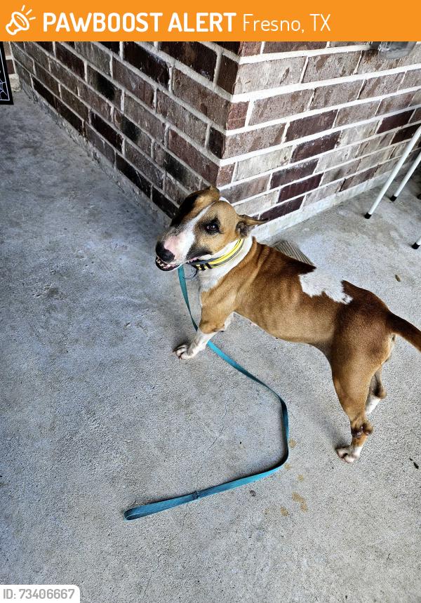 Found/Stray Female Dog last seen Trammel Fresno, Fresno, TX 77545