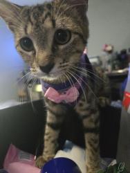 Reunited Female Cat last seen Lake Alhambra, Antioch, CA 94509