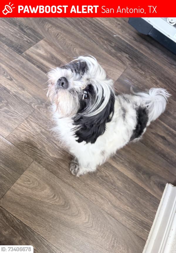 Lost Male Dog last seen Foster meadows, San Antonio, TX 78222