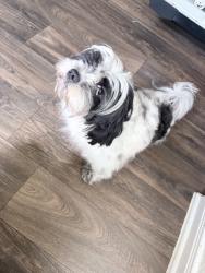 Lost Male Dog last seen Foster meadows, San Antonio, TX 78222