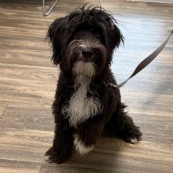 Shelter Stray Male Dog last seen Near Alta Dena Avenue, San Diego, CA, 92105, 5500 Gaines St, San Diego, CA 92110, USA