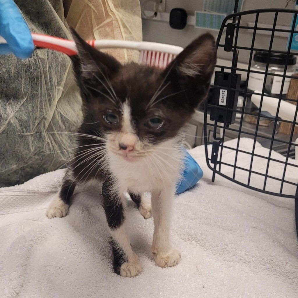 Shelter Stray Male Cat last seen PATTERSON PASS, LIVERMORE, CA, 94550, 8323 Baldwin St, Oakland, CA 94621, USA