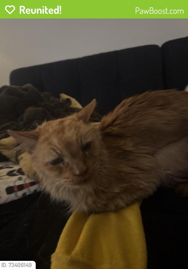Reunited Female Cat last seen Veselich Ave and Garden Ave, Los Angeles, CA 90039