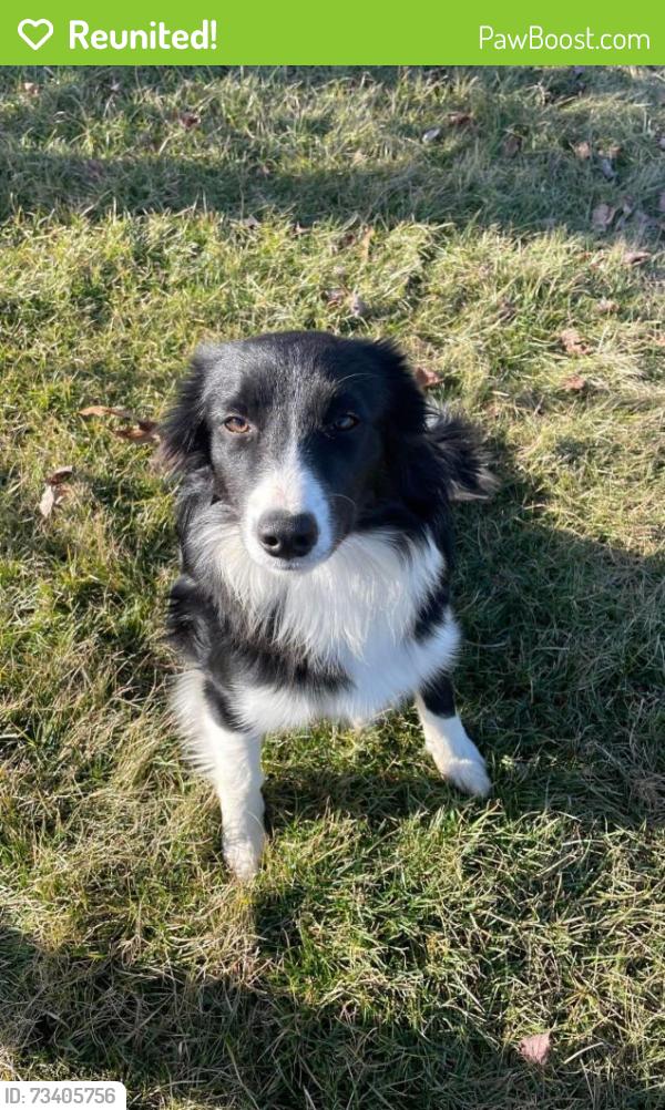 Reunited Female Dog last seen Frystown rd and 501 is the nearest intersection, Myerstown, PA 17067