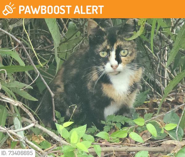 Found/Stray Female Cat last seen North St and Bennett, Altamonte Springs, FL 32701