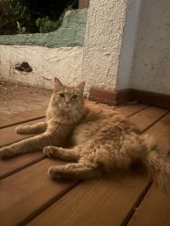 Reunited Male Cat last seen Near S Tremont Dr, Greensboro, NC 27403, USA, Greensboro, NC 27403