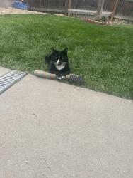 Lost Female Cat last seen Quincy Lakes, Littleton, CO 80123