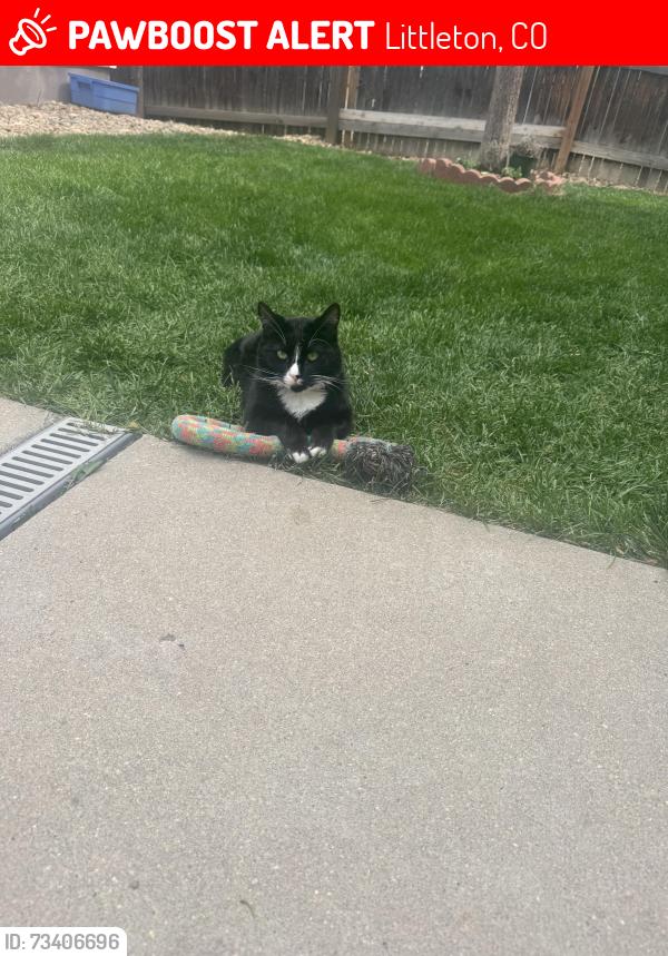 Lost Female Cat last seen Quincy Lakes, Littleton, CO 80123