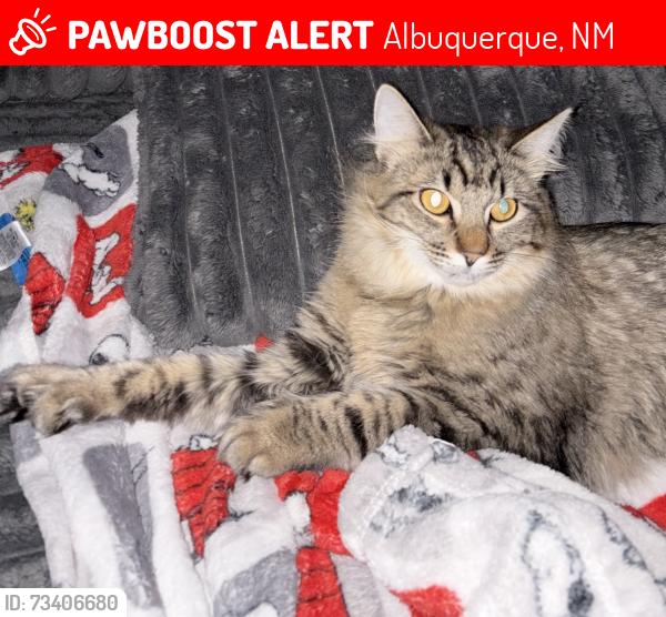 Lost Female Cat last seen Coors/Montano, Albuquerque, NM 87120