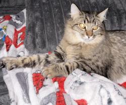 Lost Female Cat last seen Coors/Montano, Albuquerque, NM 87120