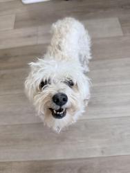 Reunited Female Dog last seen Taco Bell off Briggs/Winchester, Murrieta, CA 92563