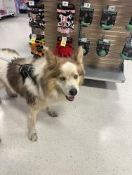 Lost Unknown Dog last seen Nellis auction sw, Houston, TX 77045