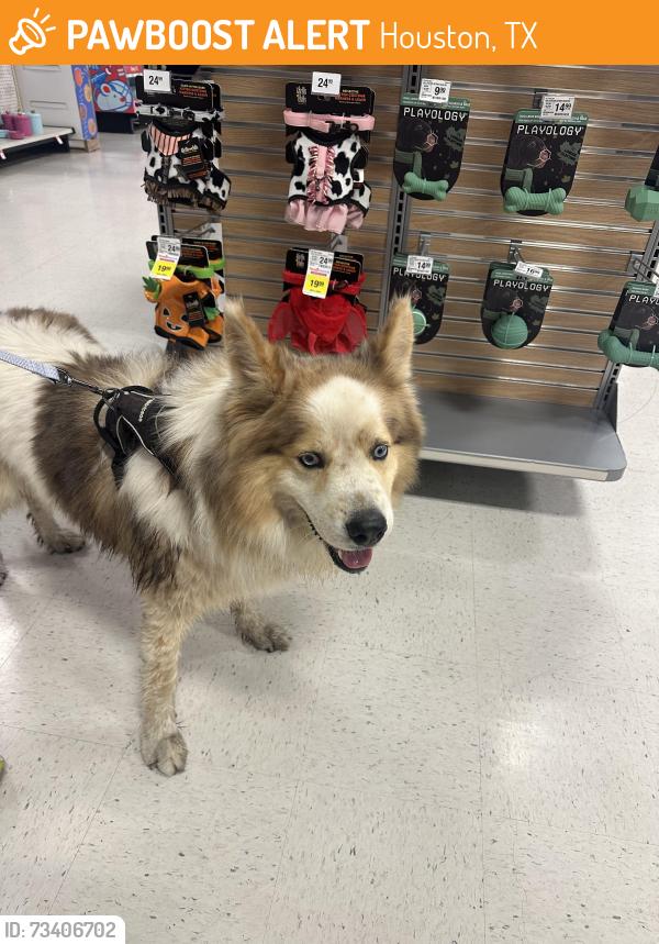 Lost Unknown Dog last seen Nellis auction sw, Houston, TX 77045